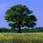 arbre1 arbre1